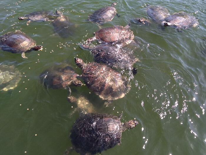 a group of Amazonian turtles in a repopulation center on the Arapiuns River