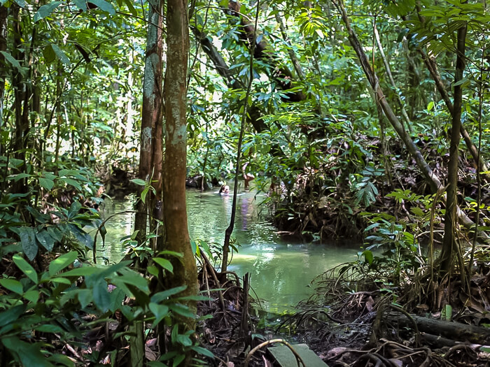 A crystal clear river surrounded by lush vegetation in Tapajos National Forest in the state of Para.