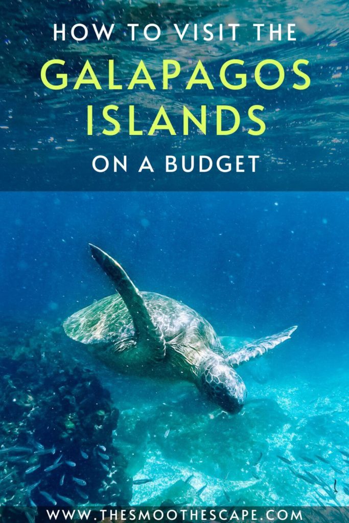 A Pinterest pin with an underwater image of a sea turtle and a text overlay stating: How to visit the Galapagos Islands on a budget.