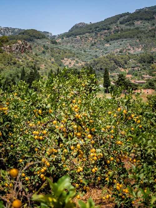 An orchard with trees full of bright yellow lemons and mountains in the background.