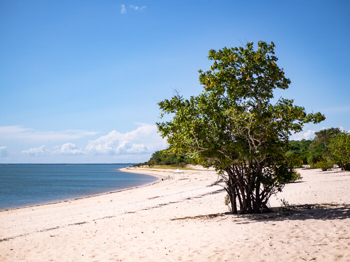 A single tree on a deserted white sand beach on the shores of the Tapajos River in Brazil