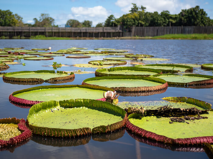 a pond full of giant lily pads; one of the best places to visit in Alter do Chao