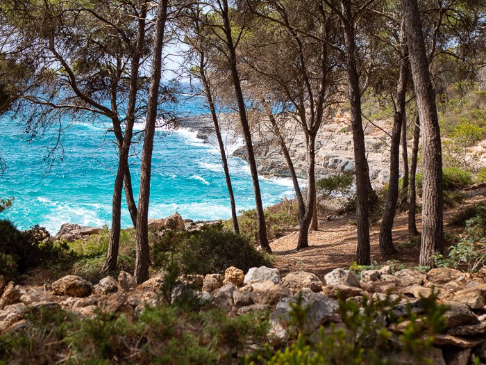 A walking trail in a coastal pine forest at Mondrago Natural Park, one of the best day trips from Cala d'Or