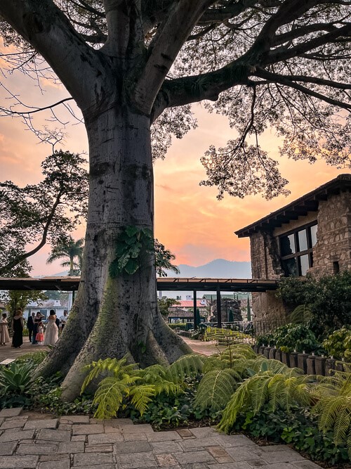 A large tree in the middle of a courtyard with orange sunset sky as the backdrop