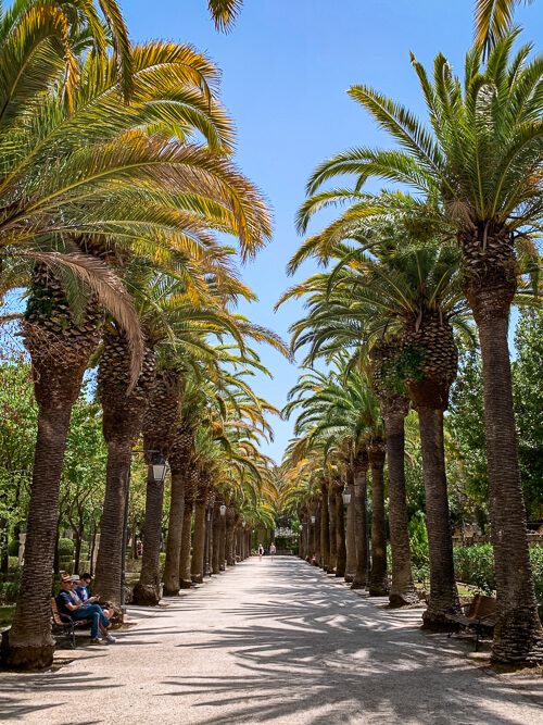 Rows of palm trees in Giardino Ibleo park in Ragusa, a great spot to visit in one week in Sicily.