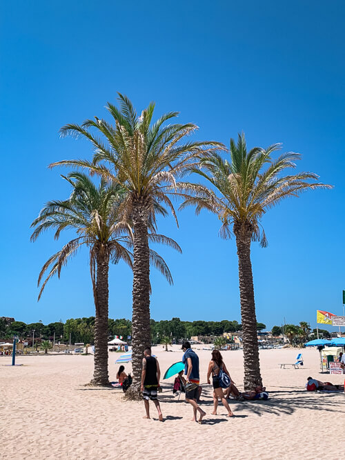 Palm trees on the sand at San Vito Lo Capo beach, a must-visit place on every Sicily road trip