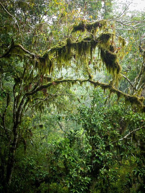 Trees covered with moss in the rainforest of Maya Biosphere Reserve
