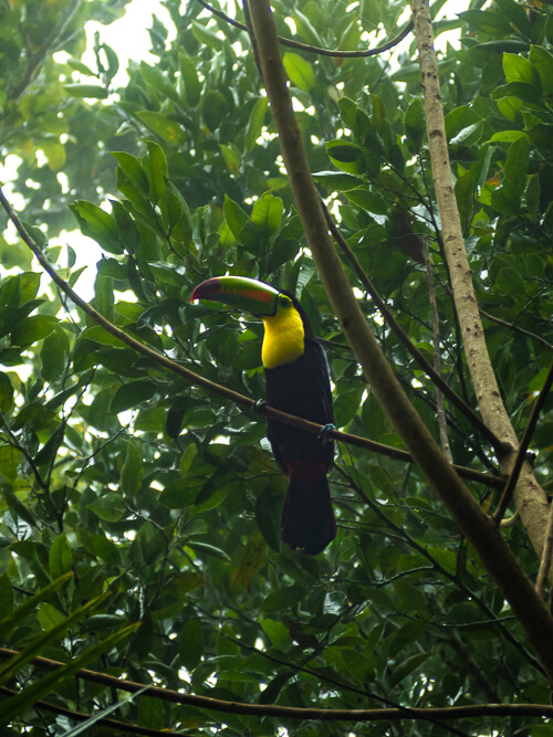 A toucan sitting on a branch, a common animal to see in Tikal