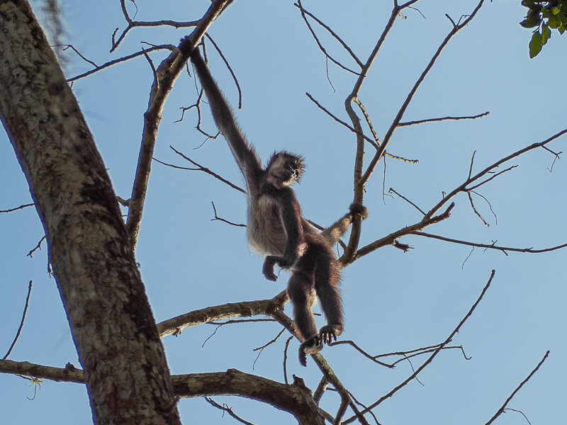 Spider monkey clinging to a tree; one of the best things to see when visiting Tikal