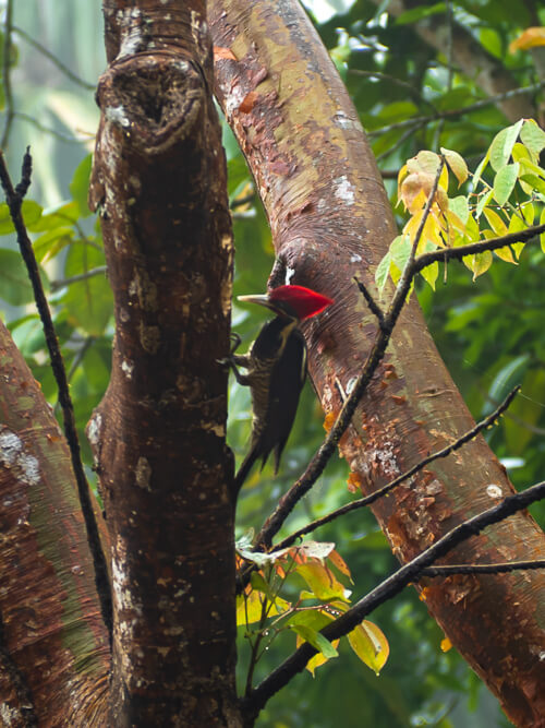 A woodpecker with red feathers