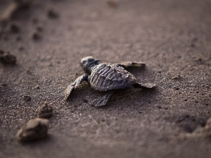 A baby turtle hatchling on black sand