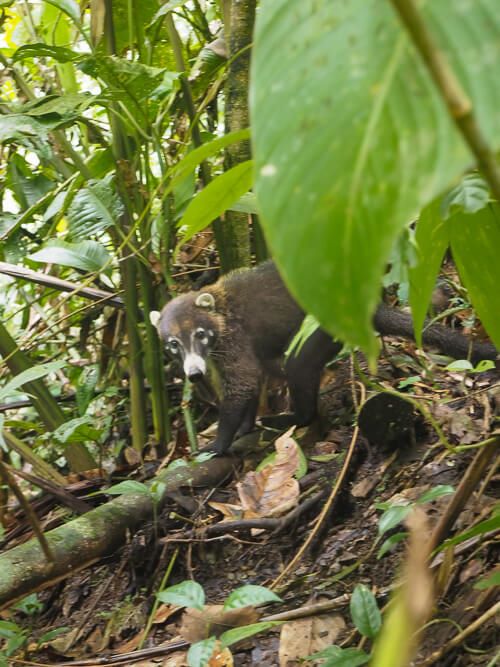 A small coati with a dark brown coat and long white nose; it's a raccoon-like animal commonly spotted in Costa Rica 