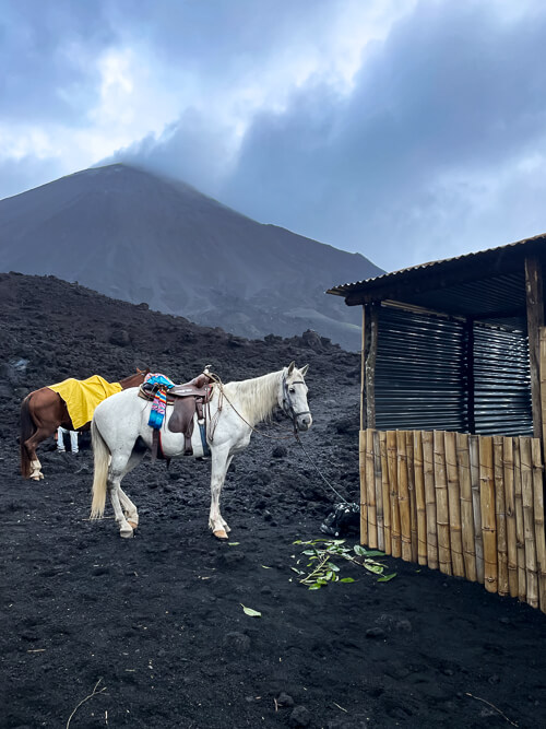A white horse standing on dark volcanic gravel at the foot of Pacaya Volcano