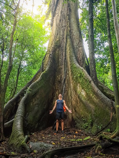 a man standing between the massive roots of a 400-year-old ceiba tree in Arenal Volcano National Park