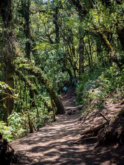 Hiking trail leading through tropical cloud forest full of lush foliage