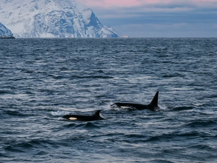 two orcas swimming in the coastal waters near Tromsø, Norway