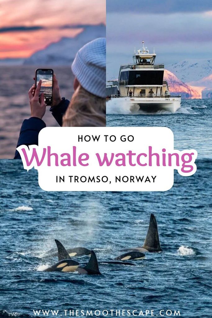 A Pinterest pin with images featuring me taking a photo of pink sky, a catamaran sailing through a fjord and a pod of orcas, plus a text overlay stating: How to go whale watching in Tromso, Norway.