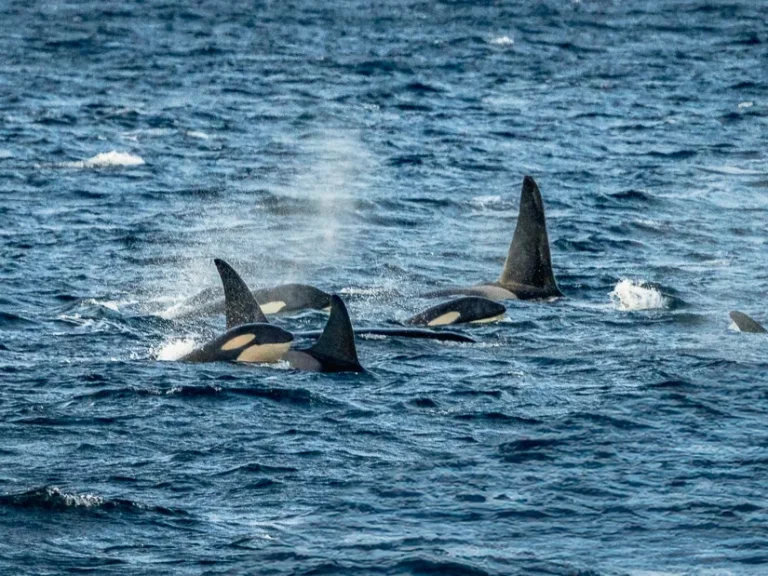 a group of orcas in the fjords north of Tromso