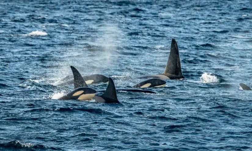 a group of orcas in the fjords north of Tromso