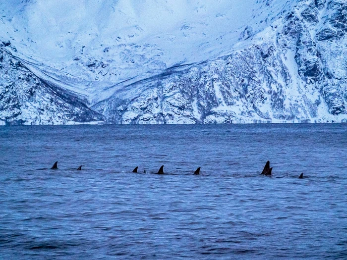 Black fins of a pod of orcas sticking out of the sea in Skjervoy, one of the best places to see whales in Norway