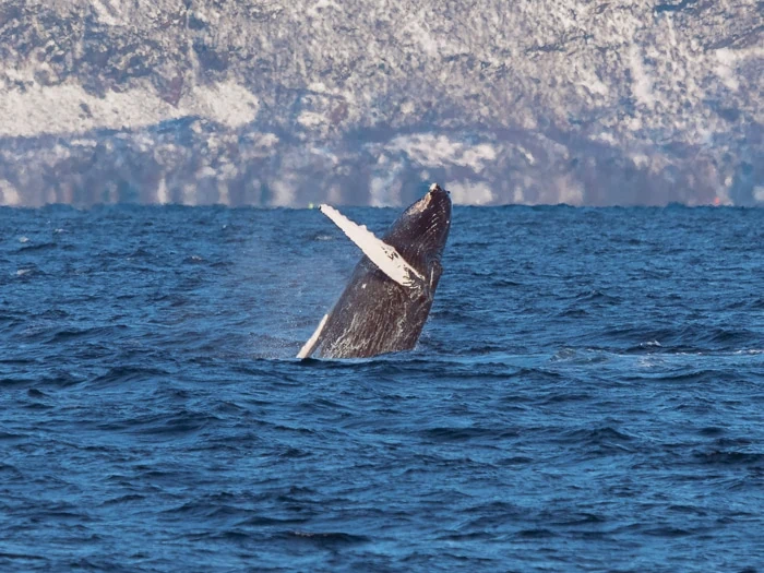 a breaching humpback whale in the fjords of Northern Norway