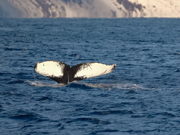 the tail of a humpback whale spotted in Skjervoy, north of Tromso