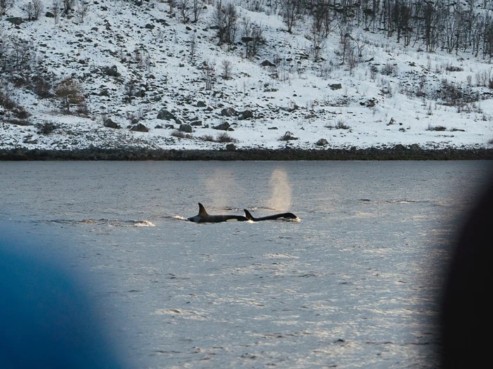 Orcas jumping out of the water in the fjords around Skjervøy, north of Tromso