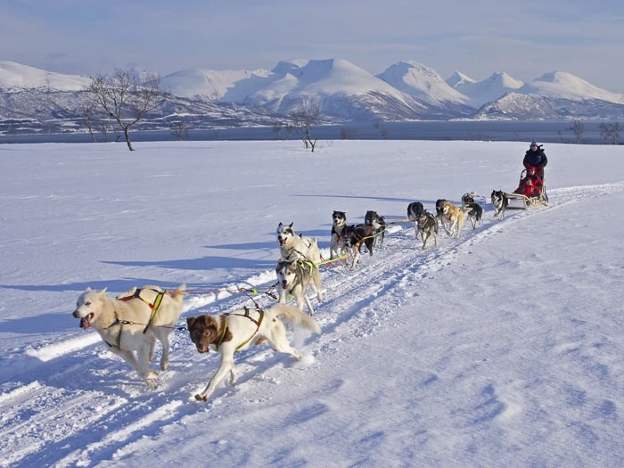 A group of huskies pulling a sled through the snowy landscapes of Kvaloya Island near Tromso