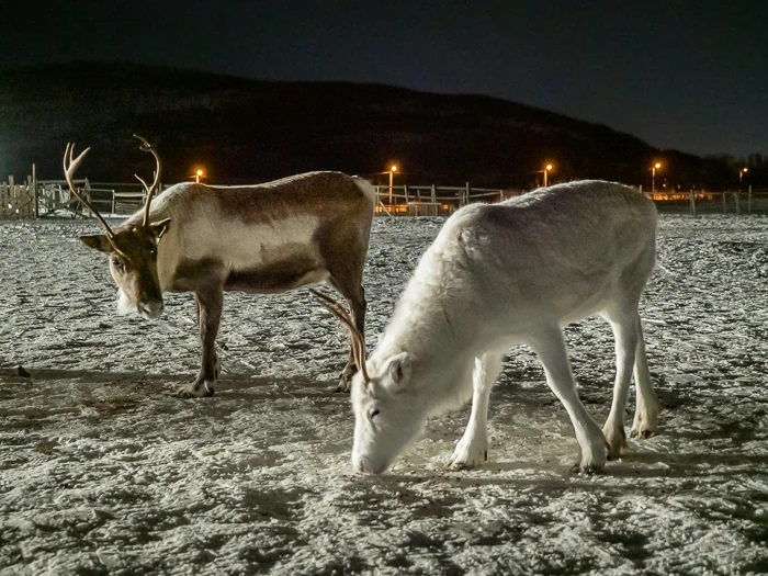 A brown and a white reindeer that we got to pet and feed during our visit to a Sami reindeer camp