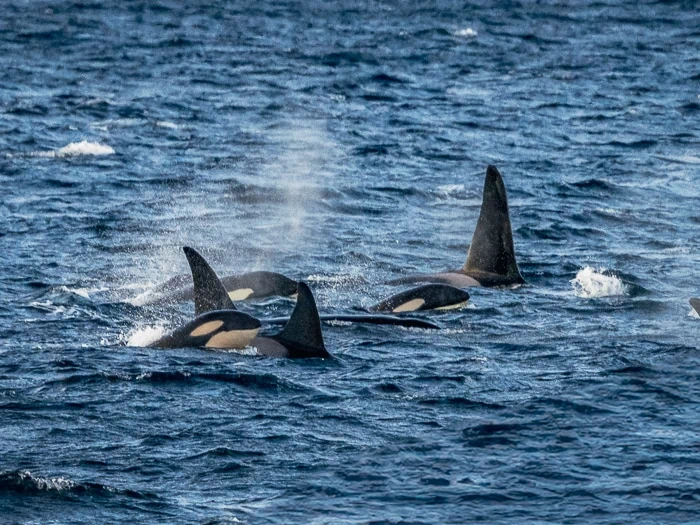 A group of orcas feeding on herring in the sea around Skjervoy, the best spot for whale watching near Tromso