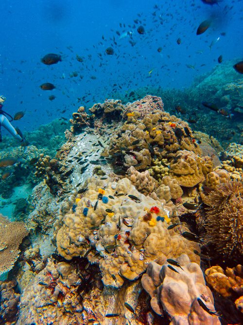 a coral reef with different types of colorful corals and groups of small fish at the White Rock dive site