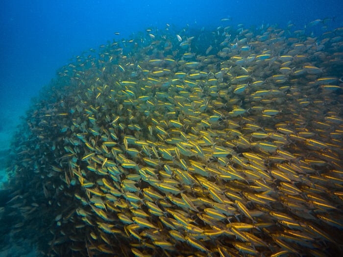 A big school of small yellow fish at Tanote Bay dive site.