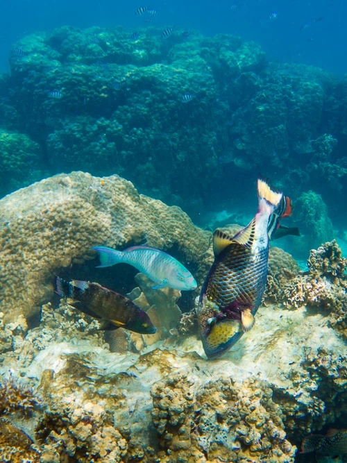 Three colorful fish feeding on coral.
