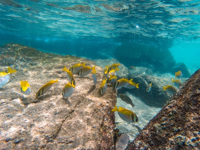 A group of small yellow fish eating seaweed in crystal clear shallow waters