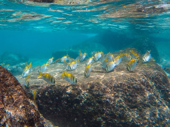 A school of small yellow fish eating coral in clear shallow water at Sai Nuan Beach.