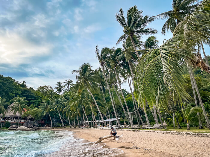 A row of palm trees and a strip of golden sand on a windy day at Sairee Beach, Thailand.