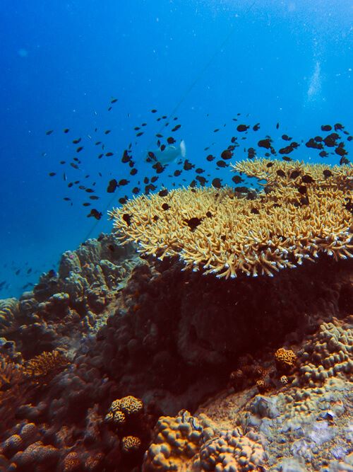 A group of small black fish swimming around a spiky orange coral formation at the Twins dive site.