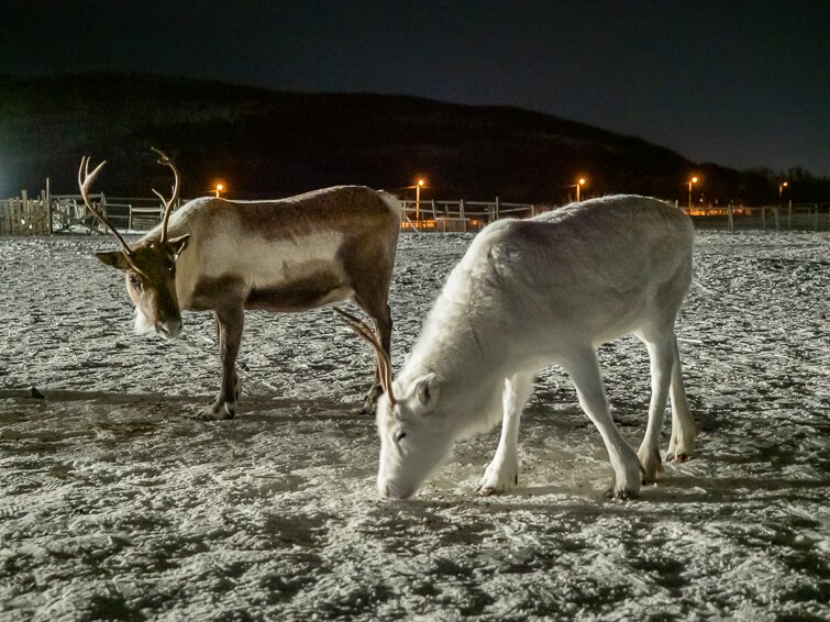 A brown and a white reindeer that we got to pet and feed during our visit to a Sami reindeer camp near Tromso.