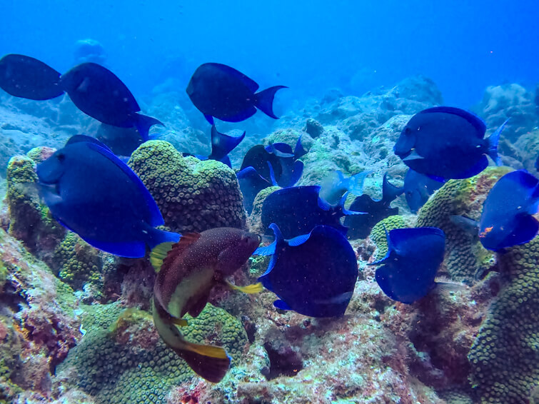 A group of blue fish surrounded by vibrant corals in Fernando de Noronha Marine National Park.