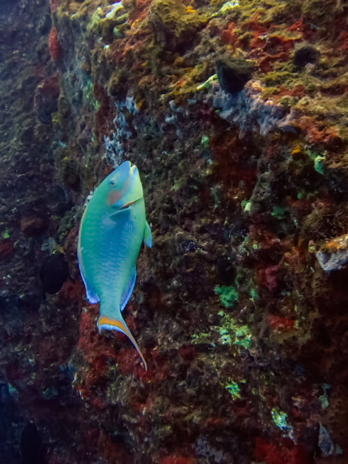 A turquoise parrotfish swimming next to an underwater cliff.