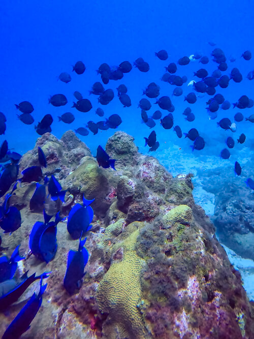 A shoal of blue fish and vibrant coral that we spotted while scuba diving in Fernando de Noronha, Brazil.