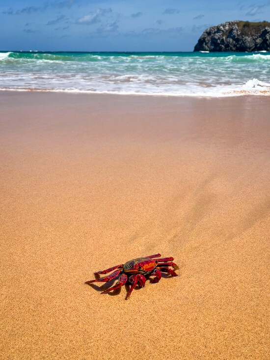 A bright red crab standing on the orange-hued sand on the shore of Praia do Leão.