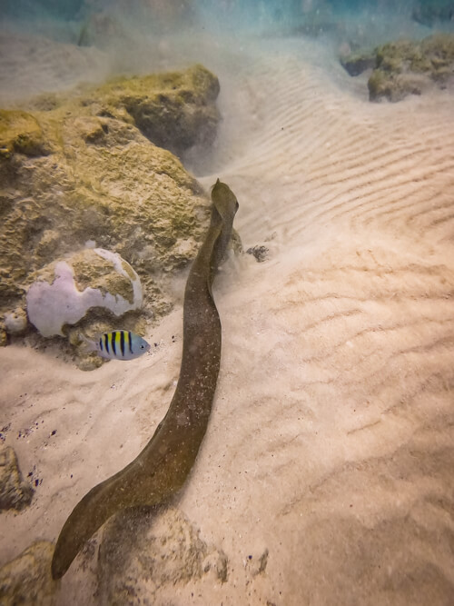A brown giant moray eel swimming along the sandy sea bottom at Sancho Bay.