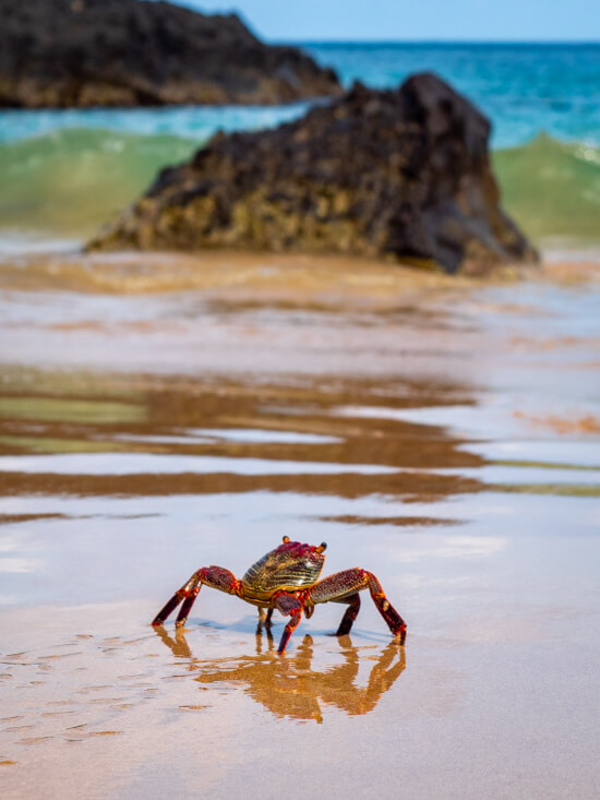 A small red crab walking on wet sand at Baía dos Porcos.