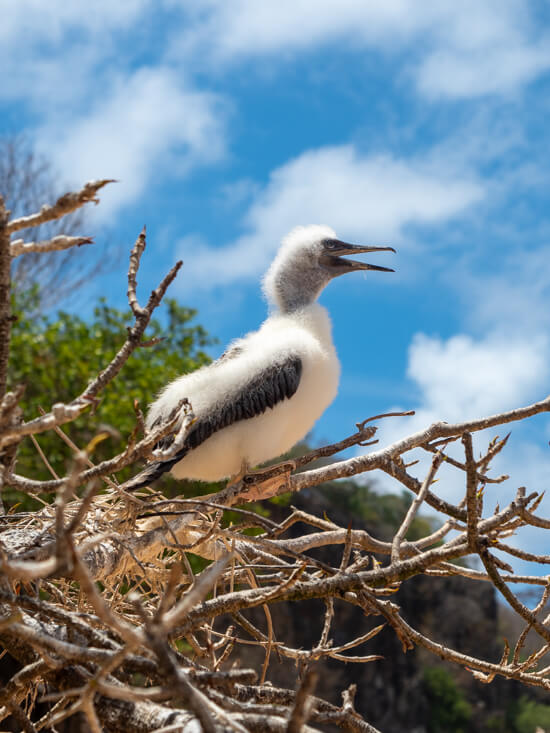 A juvenile red-footed booby with fluffy white feathers sitting on a branch.