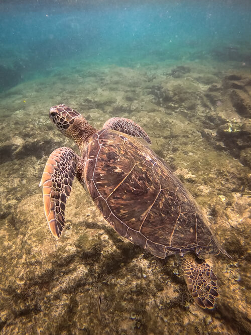 A sea turtle swimming at Porto de Santo Antonio Beach, a popular snorkeling spot in Fernando de Noronha.