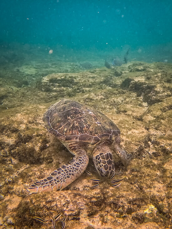 A sea turtle feeding on the sea bottom at Porto de Santo Antonio Beach, a popular snorkeling spot in Fernando de Noronha