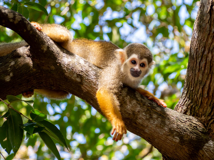 A squirrel monkey with brown and yellow fur resting on a tree branch in the Amazon rainforest in Brazil.