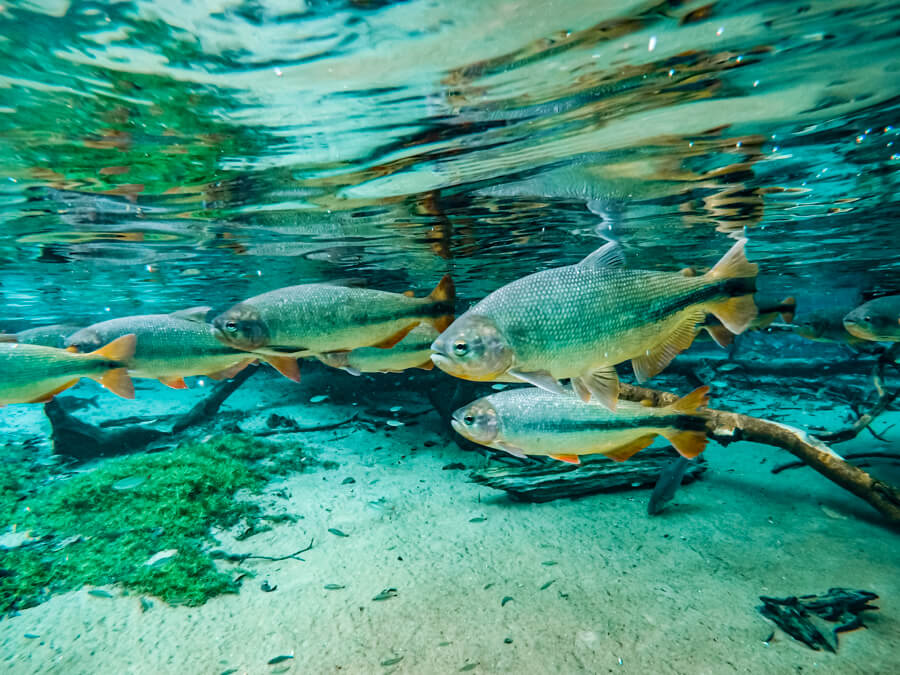 A shoal of large fish swimming in the clear turquoise water of the Prata River in Bonito, Brazil.