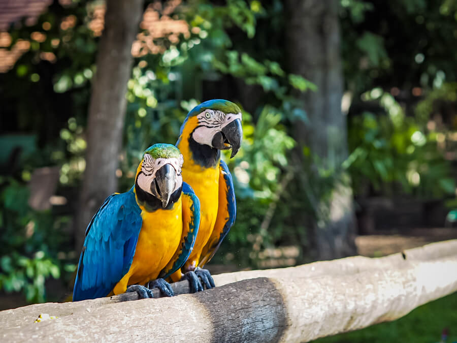 Two macaws with bright blue and yellow feathers sitting on a wooden fence in the Pantanal, one of the best places in Brazil for wildlife spotting.